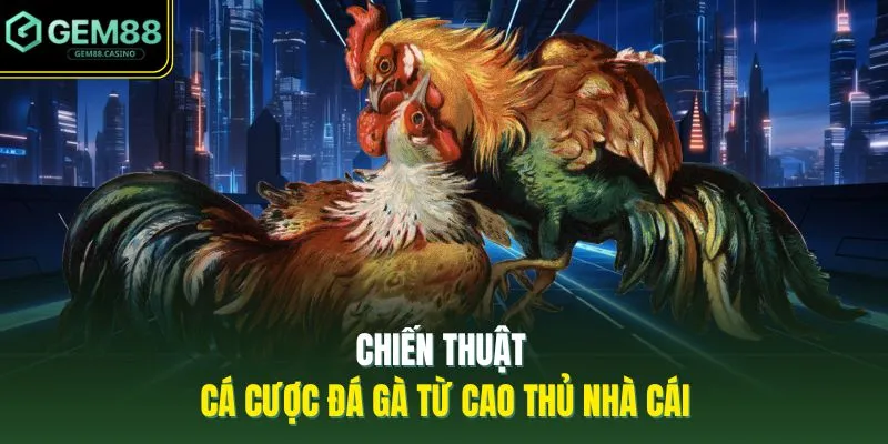 Chiến thuật cá cược đá gà từ cao thủ nhà cái